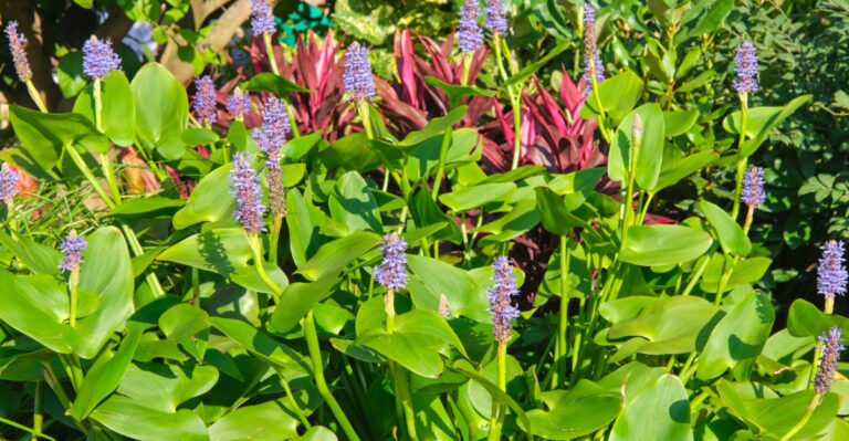 crowded perennials