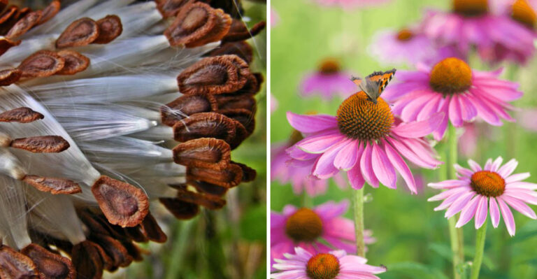 Why Wildflower Seed Mixes Aren’t Worth It In Minnesota, And What To Plant Instead