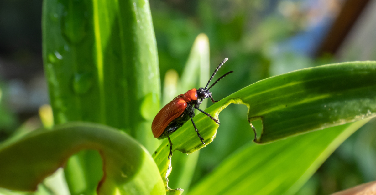 Lilly Leaf Beetle