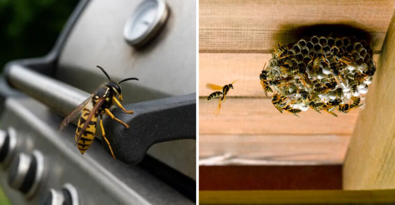 Why Yellowjacket Swarms Are Getting Worse In Michigan Yards And What Gardeners Can Do