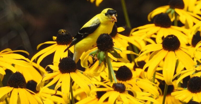 The Long-Blooming Native Perennial You Can Plant In Pennsylvania