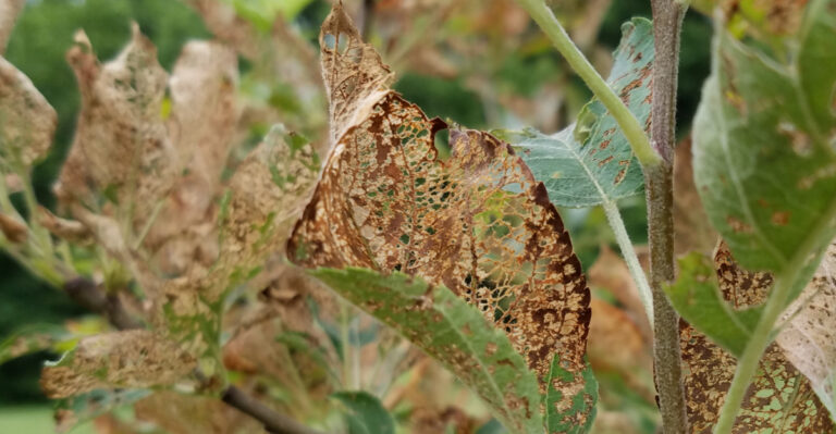 What Lacy Leaves In Your North Carolina Garden Reveal About Which Pest Is Actually Feeding