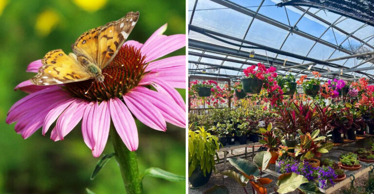 The 7 Best Native Plant Nurseries In Ohio Worth Driving To This August