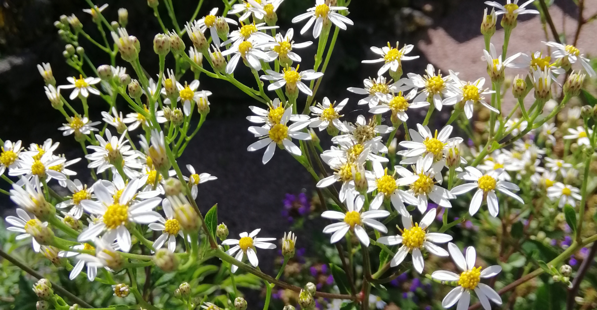 white wood aster