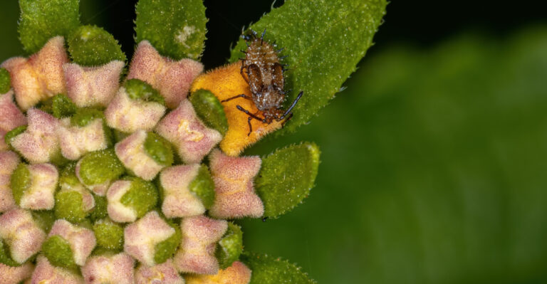 Small Lace Bug of the Family Tingidae