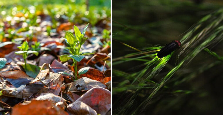 leaf litter and firefly