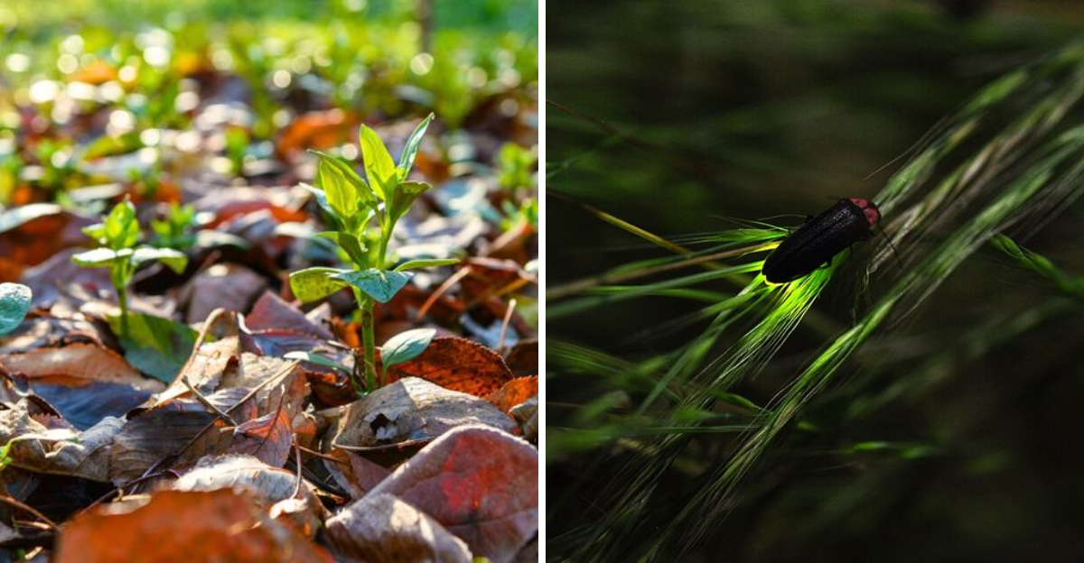 leaf litter and firefly