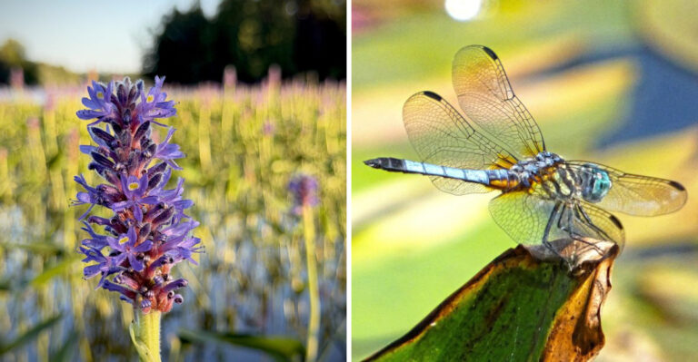 The Native Texas Bloom That Draws Dragonflies And Cuts Mosquito Numbers