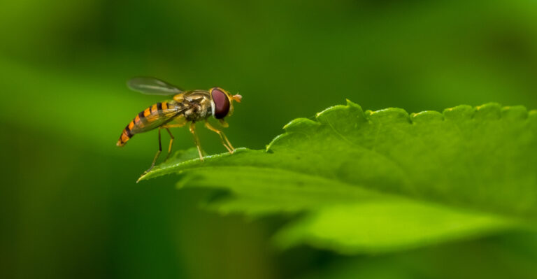 Why Hoverflies Hover Over North Carolina Herb Flowers Before Aphids Disappear