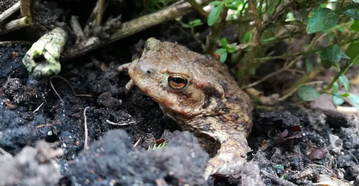 toad in garden
