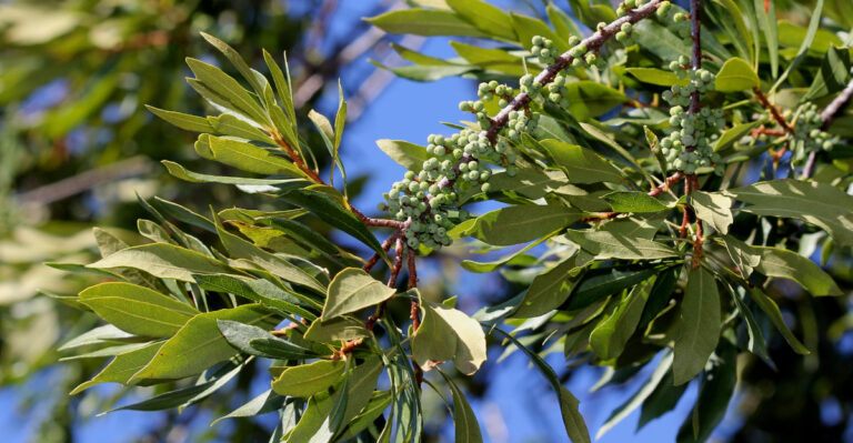 shrub (featured image)