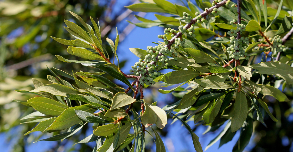 shrub (featured image)