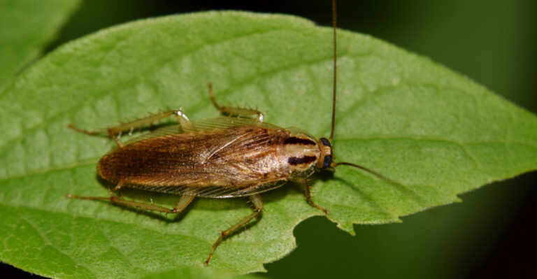 cockroach
