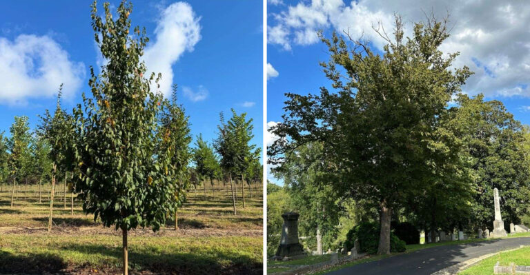 Hophornbeam