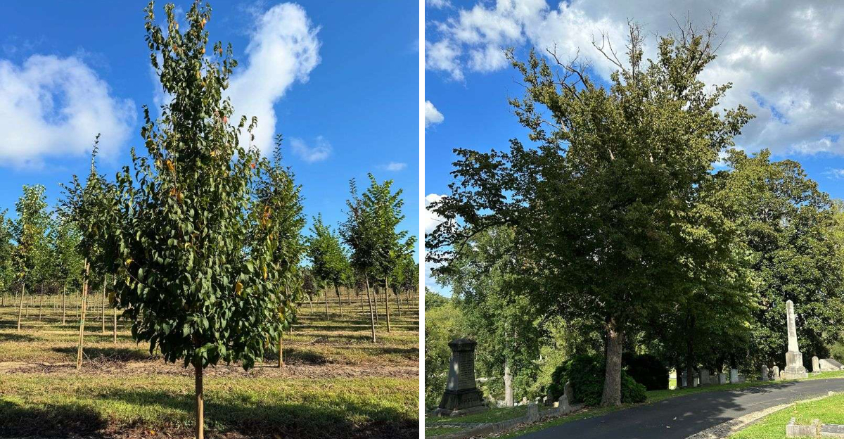 Hophornbeam