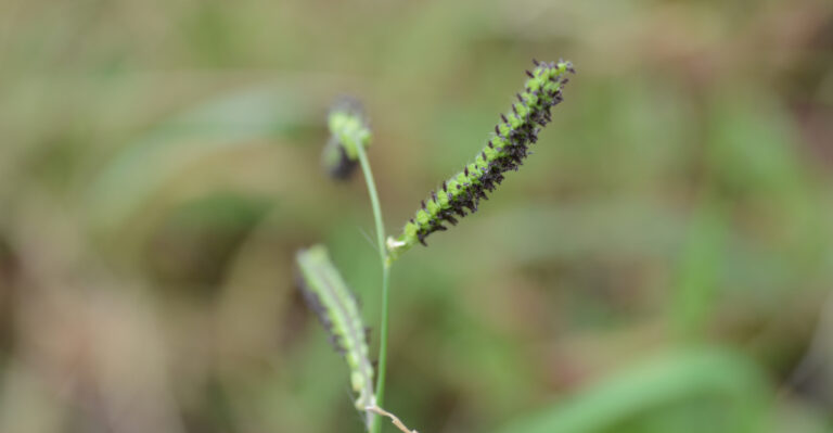 plant (featured image)