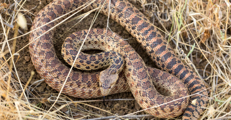This California Snake Is Quietly Controlling Gophers In Your Garden