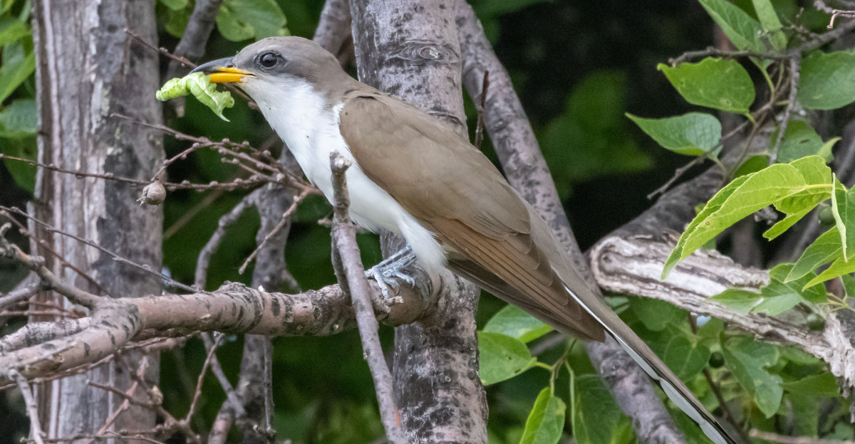 Yellow Billed Cuckoo (featured image)