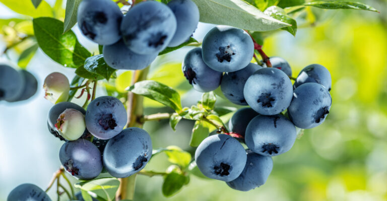 The Oregon Blueberry Mistake Made Right After The August Harvest That Hurts Next Year