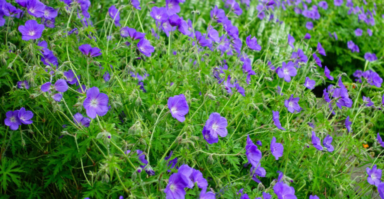 rozanne geranium