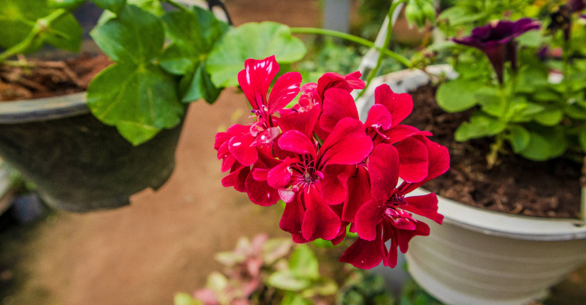 geranium