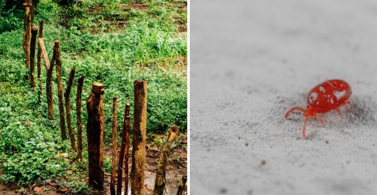 Where Chiggers Hide In Illinois Yards And How They’re Different From Ticks