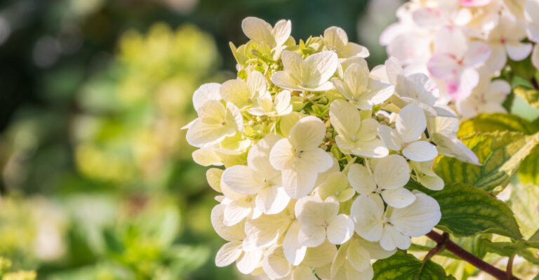 The One Thing California Gardeners Should Not Do To Hydrangeas In August