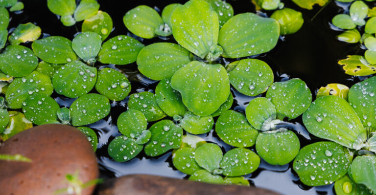 The Tiny Water Feature Turning Montana Yards Into Wildlife Hotspots
