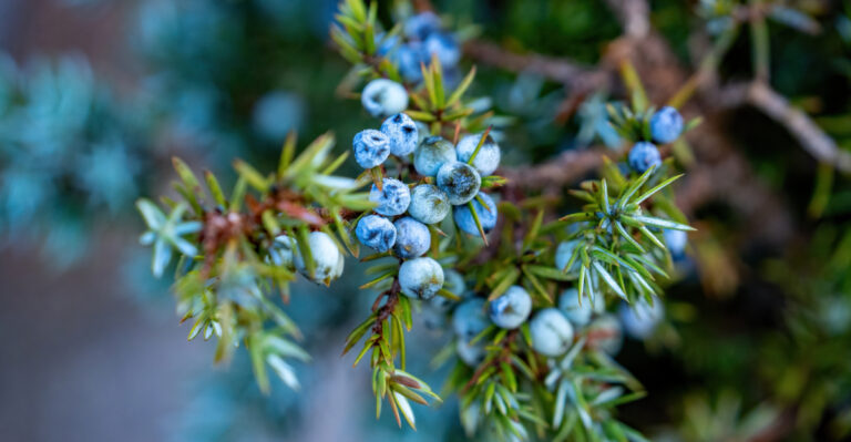 Why Colorado Experts Warn Against Planting Juniper Too Close To Your House