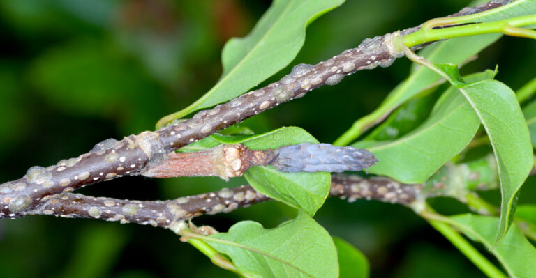 The Hidden Pest Damaging West Virginia Tulip Poplars Before Anyone Notices
