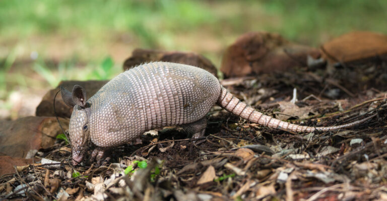 armadillo