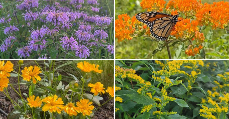 Ohio Wildflowers You Should Plant Before Summer Ends (And What To Skip)