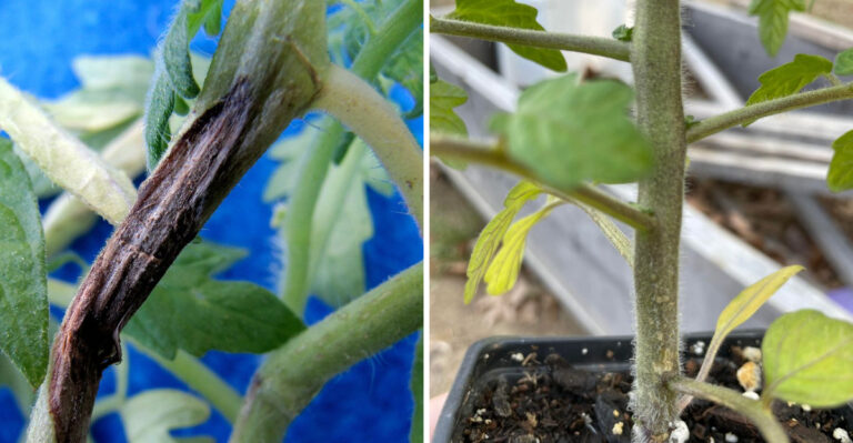What Black Spots On Michigan Tomato Stems Mean Before The Fruit Starts Failing