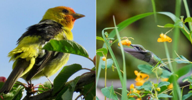 Why Migrating Birds Suddenly Appear In Oregon Gardens During September