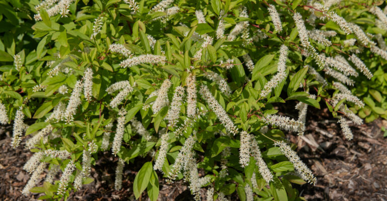 virginia sweetspire