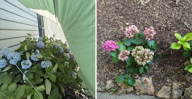 What To Do For Georgia Hydrangeas During This Stretch Of 95-Degree Heat