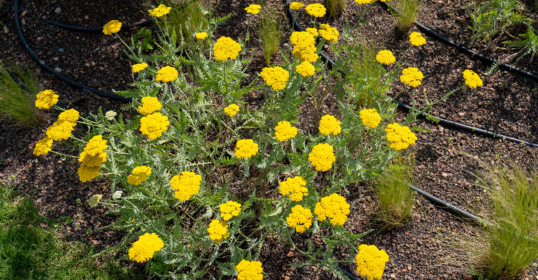 The Fire-Resistant Groundcovers California Officials Suggest Over Bark Mulch