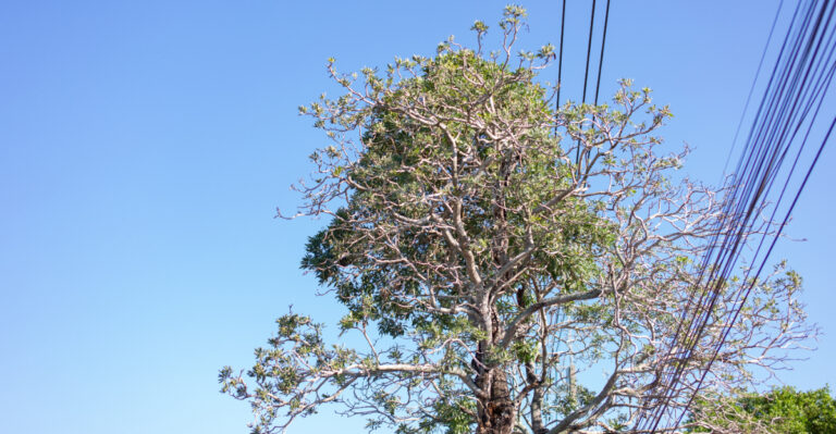 What California Fire Officials Say About Trees Planted Too Close To Power Lines