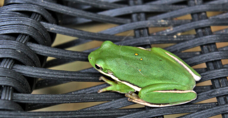 What It Means When Frogs Gather On Your Minnesota Porch During A Storm