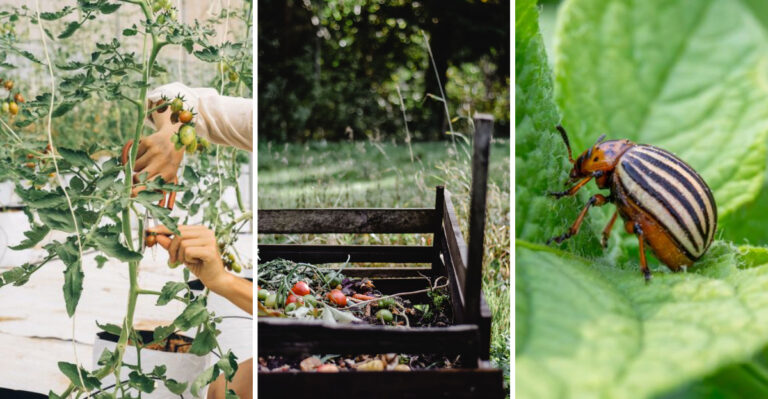 What To Do With Tired Tomato, Squash And Cucumber Plants In Alabama Gardens