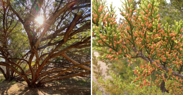 ashe juniper