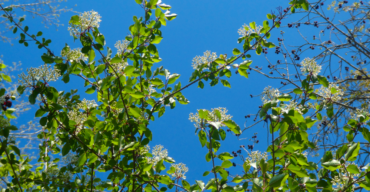 Blackhaw shrub