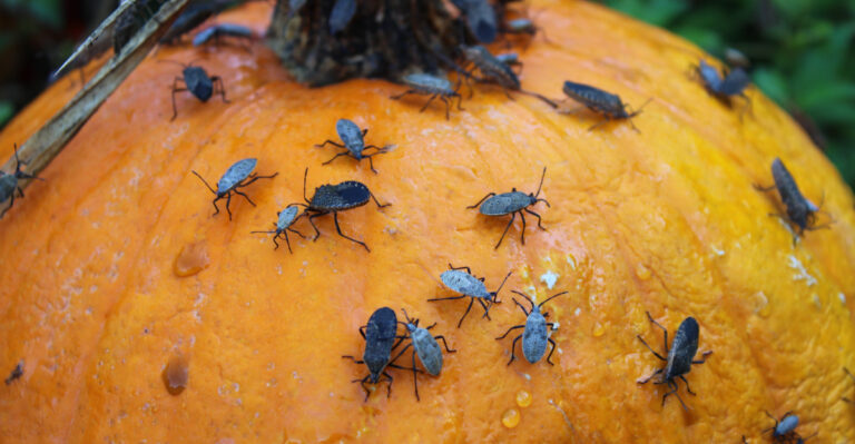 Why Some Pennsylvania Yards Have Ten Times More Squash Bugs Than The Yard Next Door