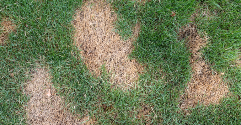 What MSU Extension Is Warning Michigan Homeowners About Late-Summer Lawn Diseases