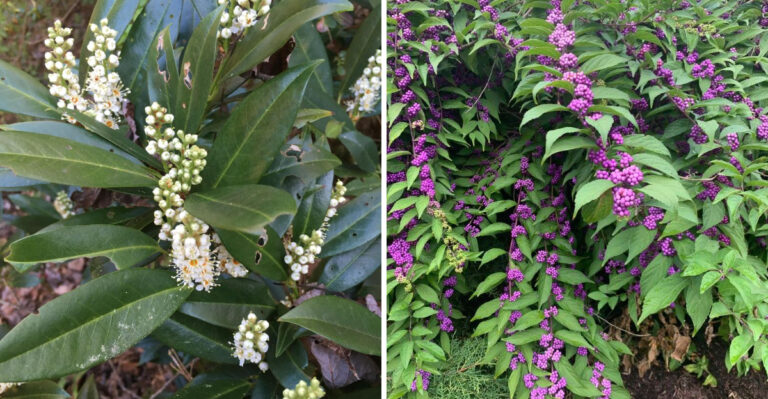 Native Georgia Shrubs That Shrug Off Wind And Heavy Rain
