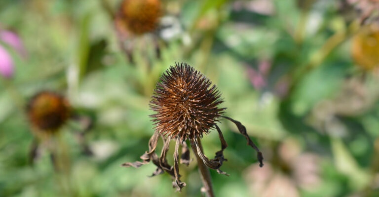 How And When Wyoming Gardeners Should Harvest Coneflower Seeds For More Blooms