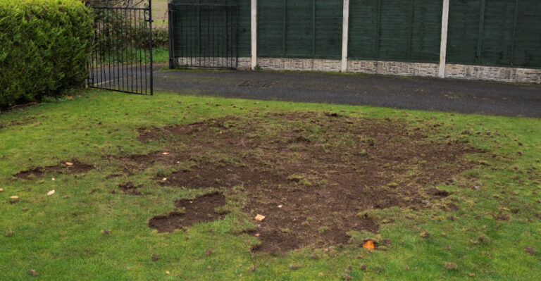 Something Is Digging Up Illinois Lawns At Night And The Grass Explains Why