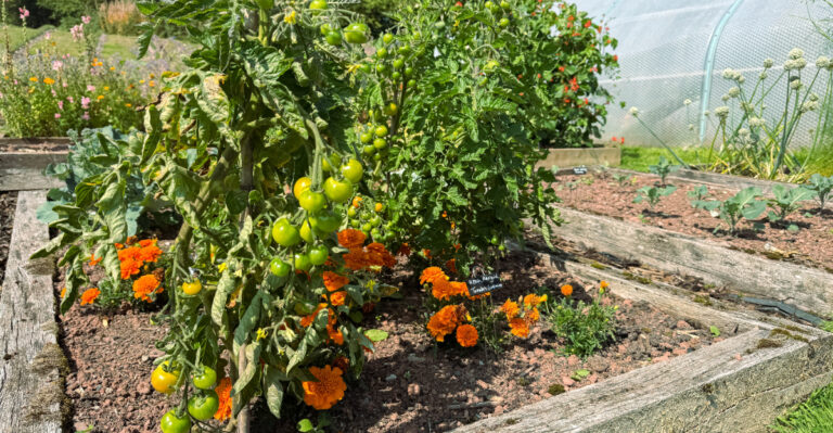 Why Marylanders Are Adding Marigolds to Their Gardens This Summer