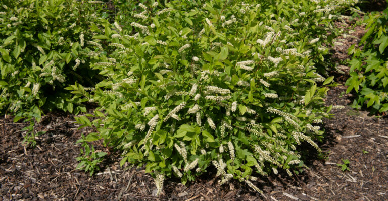 This Low-Maintenance Native Is Replacing Hydrangeas In Georgia Yards