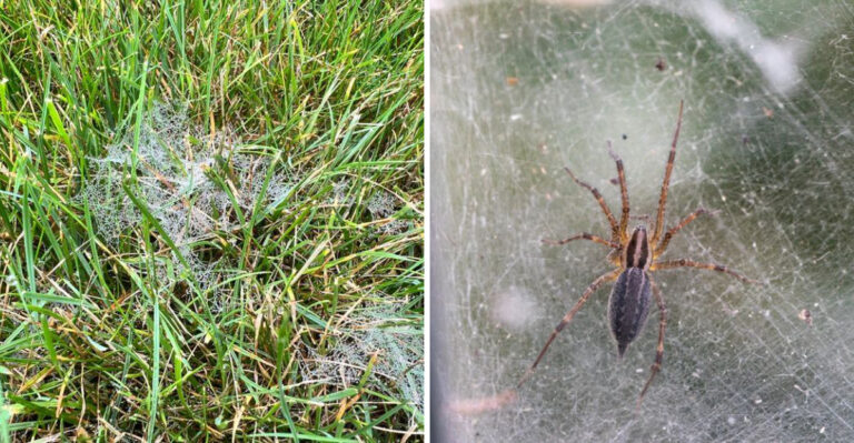 web on lawn and grass spider